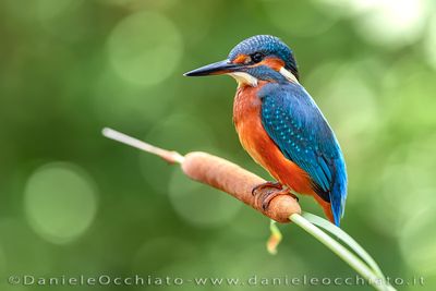 Kingfisher (Martin pescatore)