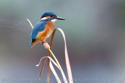 Common Kingfisher (Alcedo atthis)