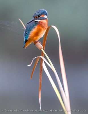 Common Kingfisher (Alcedo atthis)