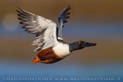 Northern Shoveler (Spatula clypeata)