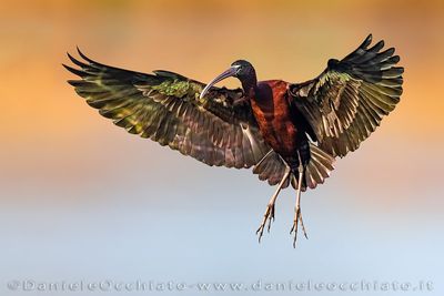 Glossy Ibis (Plegadis falcinellus)