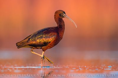 Glossy Ibis (Plegadis falcinellus)