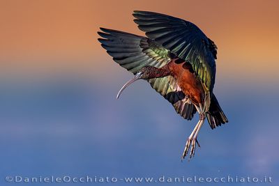 Glossy Ibis (Plegadis falcinellus)