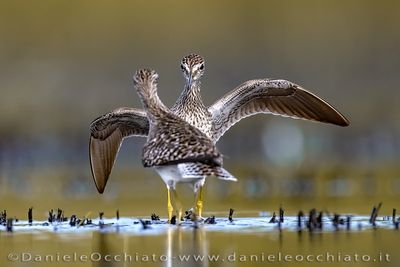 Wood Sandpiper (Tringa glareola)