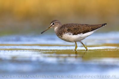 Green Sandpiper (Tringa ochropus)