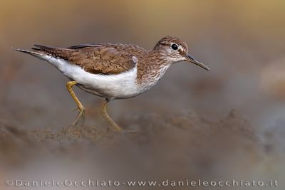 Common Sandpiper (Actitis hypoleucos)