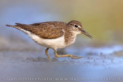 Common Sandpiper (Actitis hypoleucos)