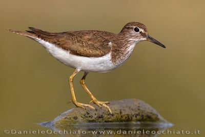 Common Sandpiper (Actitis hypoleucos)