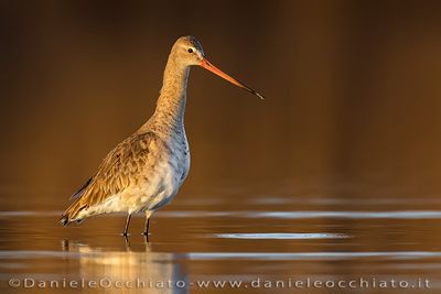 Black-tailed Godwit (Limosa limosa)