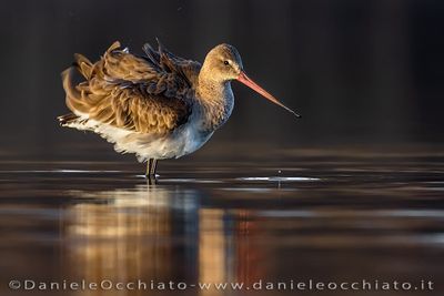 Black-tailed Godwit (Limosa limosa)