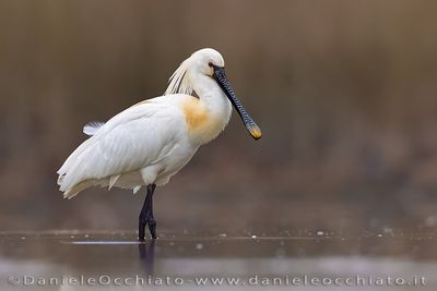 Eurasian Spoonbill (Platalea leucorodia)