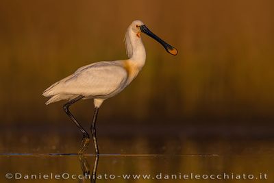 Eurasian Spoonbill (Platalea leucorodia)