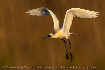 Eurasian Spoonbill (Platalea leucorodia)