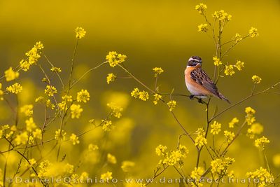 Whinchat (Saxicola rubetra)