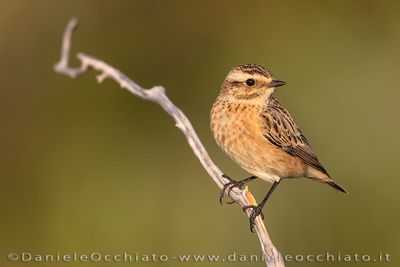 Whinchat (Saxicola rubetra)