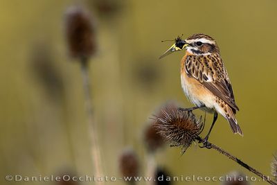 Whinchat (Saxicola rubetra)