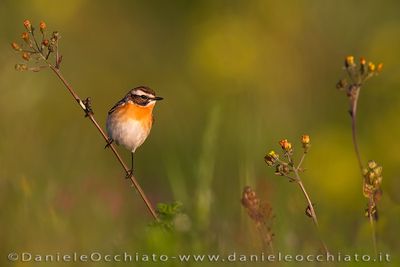 Whinchat (Saxicola rubetra)