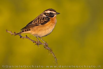 Whinchat (Saxicola rubetra)