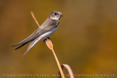 Sand Martin (Riparia riparia)