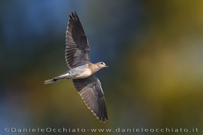 Turtle Dove (Streptopelia turtur)