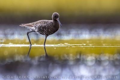 Spotted Redshank (Tringa erythropus)