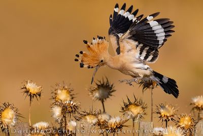 Eurasian Hoopoe (Upupa epops)