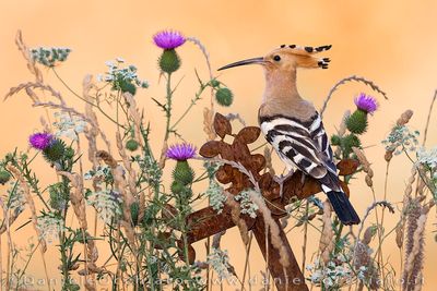 Eurasian Hoopoe (Upupa epops)