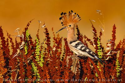 Eurasian Hoopoe (Upupa epops)