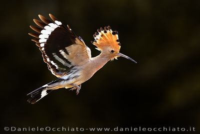 Eurasian Hoopoe (Upupa epops)