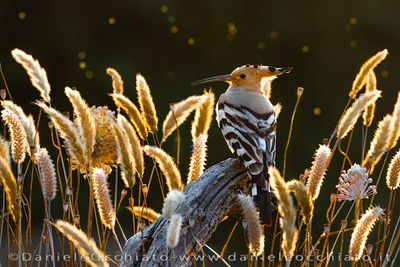 Eurasian Hoopoe (Upupa epops)