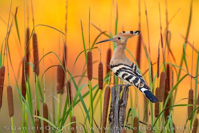 Eurasian Hoopoe (Upupa epops)