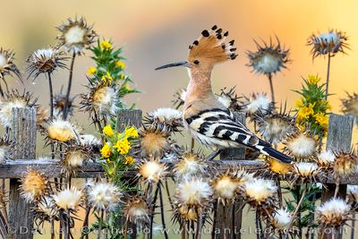 Eurasian Hoopoe (Upupa epops)