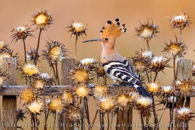 Eurasian Hoopoe (Upupa epops)