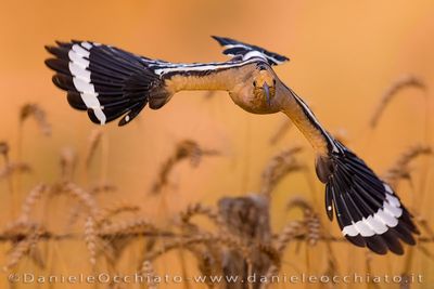 Eurasian Hoopoe (Upupa epops)