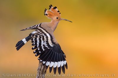 Eurasian Hoopoe (Upupa epops)