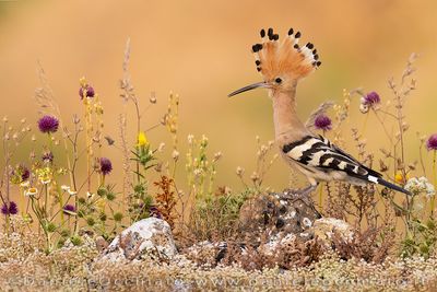 Eurasian Hoopoe (Upupa epops)