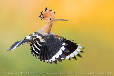 Eurasian Hoopoe (Upupa epops)