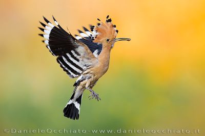 Eurasian Hoopoe (Upupa epops)