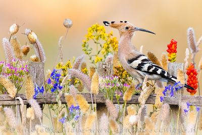 Eurasian Hoopoe (Upupa epops)