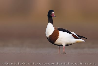 Shelduck (Tadorna tadorna)