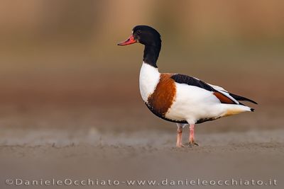 Shelduck (Tadorna tadorna)