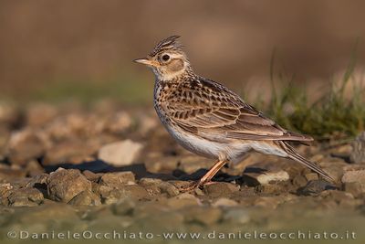 Eurasian Skylark (Alauda arvensis)