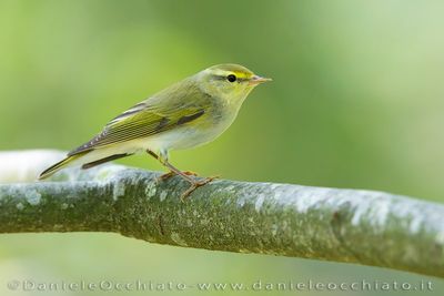 Wood Warbler (Phylloscopus sibilatrix)