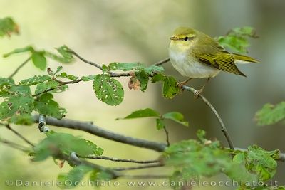 Wood Warbler (Phylloscopus sibilatrix)