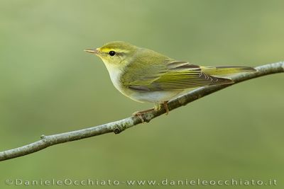 Wood Warbler (Phylloscopus sibilatrix)