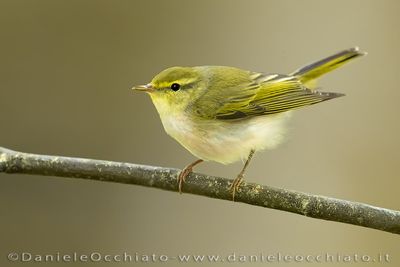 Wood Warbler (Phylloscopus sibilatrix)