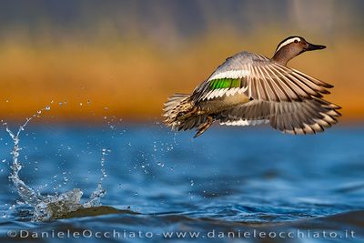 Garganey (Marzaiola)