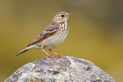 Tree Pipit (Prispolone)