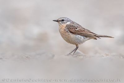 Water Pipit (Anthus spinoletta)