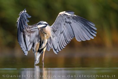 Grey Heron (Ardea cinerea)